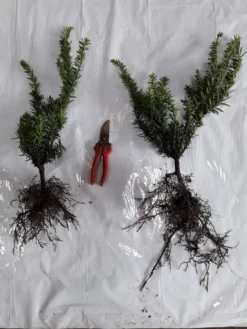 Taxus Media 'Farmen' (Taks), Salgshøjde:  30-40 Cm (Barrodet Bundt M/10 Stk)