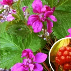 Rubus X Stellarcticus 'Linda'  (Allåkerbær)