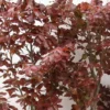 Fagus Sylvatica 'Purpurea' - Herkules Hæk - Højde: 140-160 Cm. - Rødbøg -Haveforsyninger Salg 2024 32 100 1