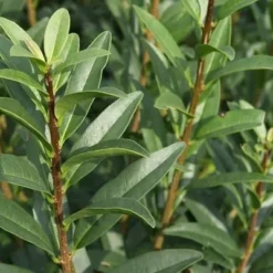 Ligustrum Vulgare 'Liga' (Herkules Liguster Hæk) 170-190 Cm. -Haveforsyninger Salg 2024 32 106 2