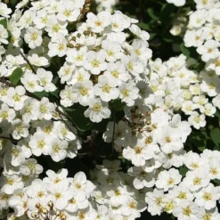 Spiraea Vanhouttei - Herkules Hæk - Højde: 140-160 Cm. - Spiræa