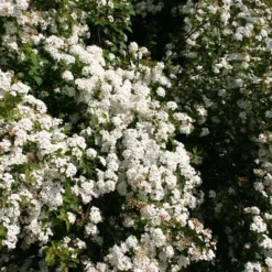 Spiraea Vanhouttei - Herkules Hæk - Højde: 170-190 Cm. - Spiræa 8 Spiraea Vanhouttei - Herkules Hæk - Højde: 170-190 Cm. - Spiræa -Haveforsyninger Salg 2024 32 112 2