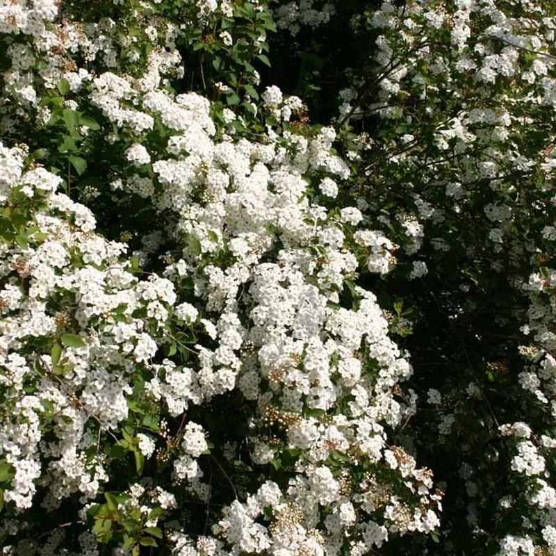 Spiraea Vanhouttei - Herkules Hæk - Højde: 170-190 Cm. - Spiræa 4 Spiraea Vanhouttei - Herkules Hæk - Højde: 170-190 Cm. - Spiræa - Image 2