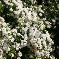 Spiraea Vanhouttei - Herkules Hæk - Højde: 170-190 Cm. - Spiræa 9 Spiraea Vanhouttei - Herkules Hæk - Højde: 170-190 Cm. - Spiræa -Haveforsyninger Salg 2024 32 112 3