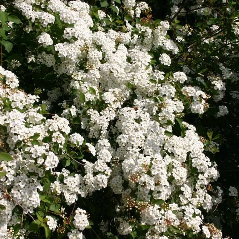 Spiraea Vanhouttei - Herkules Hæk - Højde: 170-190 Cm. - Spiræa 5 Spiraea Vanhouttei - Herkules Hæk - Højde: 170-190 Cm. - Spiræa - Image 3