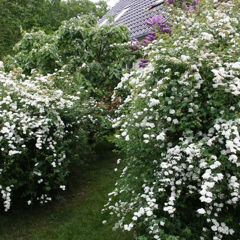 Spiraea Vanhouttei - Herkules Hæk - Højde: 170-190 Cm. - Spiræa 6 Spiraea Vanhouttei - Herkules Hæk - Højde: 170-190 Cm. - Spiræa - Image 4