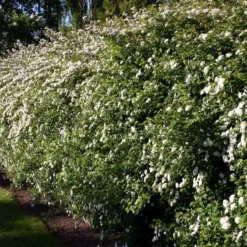 Spiraea Vanhouttei - Herkules Hæk - Højde: 170-190 Cm. - Spiræa 11 Spiraea Vanhouttei - Herkules Hæk - Højde: 170-190 Cm. - Spiræa -Haveforsyninger Salg 2024 32 112 5
