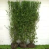 Ligustrum Vulgare 'Liga' - Færdighæk - Højde: 150 Cm. - Liguster -Haveforsyninger Salg 2024 32 17 1