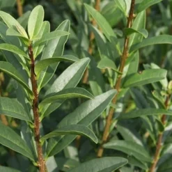 Ligustrum Vulgare 'Liga' - Færdighæk - Højde: 150 Cm. - Liguster -Haveforsyninger Salg 2024 32 17 2