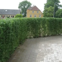 Ligustrum Vulgare 'Liga' - Færdighæk - Højde: 150 Cm. - Liguster -Haveforsyninger Salg 2024 32 17 3
