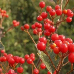Sorbus Mougeotii - Færdighæk - Højde: 180 Cm. - Sølvrøn 6 Sorbus Mougeotii - Færdighæk - Højde: 180 Cm. - Sølvrøn -Haveforsyninger Salg 2024 32 33 2