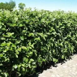 Sorbus Mougeotii - Færdighæk - Højde: 180 Cm. - Sølvrøn 7 Sorbus Mougeotii - Færdighæk - Højde: 180 Cm. - Sølvrøn -Haveforsyninger Salg 2024 32 33 3