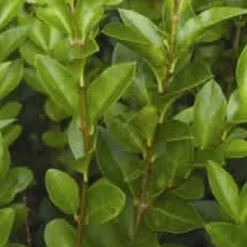 Ligustrum Ovalifolium - Færdighæk - Højde: 150 Cm. -Haveforsyninger Salg 2024 32 41 2