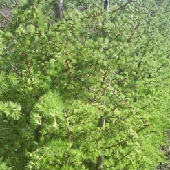 Larix Kaempferi - Færdighæk - Højde: 180 Cm. - Lærk -Haveforsyninger Salg 2024 32 47 3