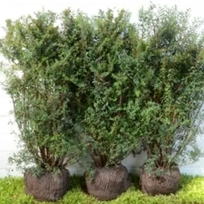 Spiraea N. 'Snowmound' - Færdighæk - Højde: 125 Cm. - Spiræa 3 Spiraea N. 'Snowmound' - Færdighæk - Højde: 125 Cm. - Spiræa