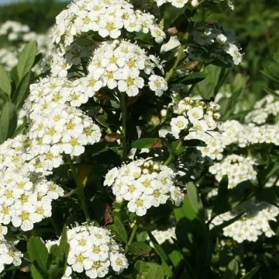 Spiraea N. 'Snowmound' - Færdighæk - Højde: 125 Cm. - Spiræa 4 Spiraea N. 'Snowmound' - Færdighæk - Højde: 125 Cm. - Spiræa - Image 2