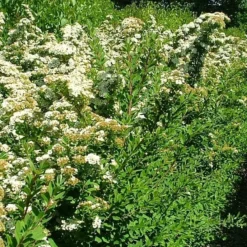 Spiraea N. 'Snowmound' - Færdighæk - Højde: 125 Cm. - Spiræa 7 Spiraea N. 'Snowmound' - Færdighæk - Højde: 125 Cm. - Spiræa -Haveforsyninger Salg 2024 32 56 3