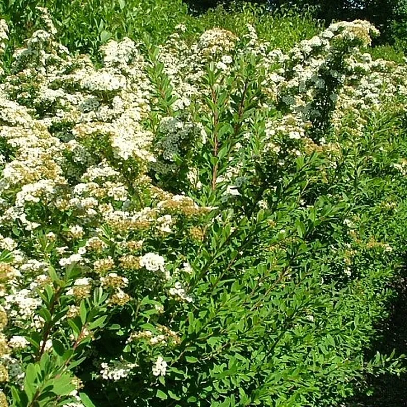 Spiraea N. 'Snowmound' - Færdighæk - Højde: 125 Cm. - Spiræa 5 Spiraea N. 'Snowmound' - Færdighæk - Højde: 125 Cm. - Spiræa - Image 3
