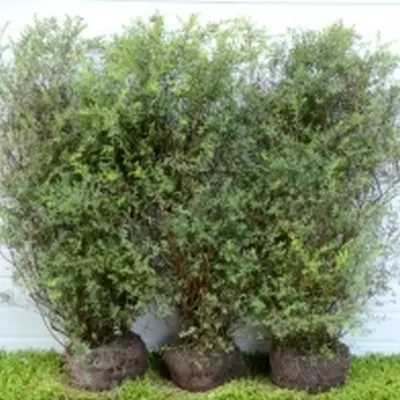 Spiraea Cin. 'Grefsheim' - Færdighæk - Højde: 125 Cm. - Spiræa 3 Spiraea Cin. 'Grefsheim' - Færdighæk - Højde: 125 Cm. - Spiræa