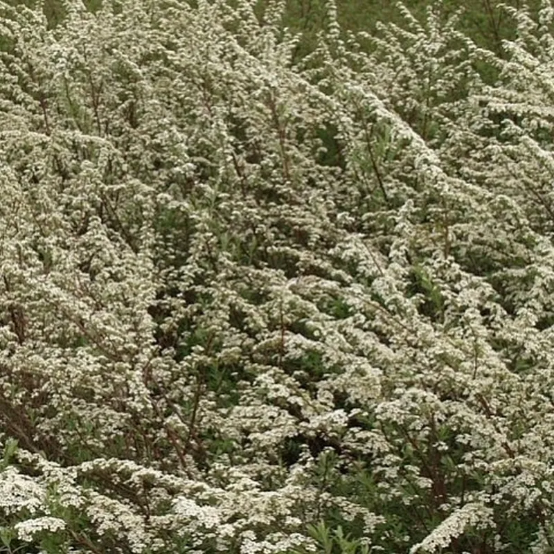 Spiraea Cin. 'Grefsheim' - Færdighæk - Højde: 125 Cm. - Spiræa 4 Spiraea Cin. 'Grefsheim' - Færdighæk - Højde: 125 Cm. - Spiræa - Image 2