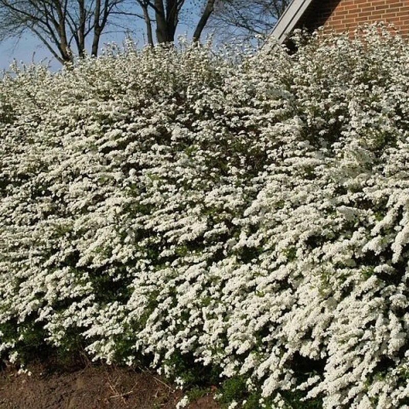 Spiraea Cin. 'Grefsheim' - Færdighæk - Højde: 125 Cm. - Spiræa 5 Spiraea Cin. 'Grefsheim' - Færdighæk - Højde: 125 Cm. - Spiræa - Image 3