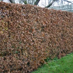 Fagus Sylvatica - Herkules Hæk - Højde 120-130 Cm. - Alm. Bøg 9 Fagus Sylvatica - Herkules Hæk - Højde 120-130 Cm. - Alm. Bøg -Haveforsyninger Salg 2024 32 97 3