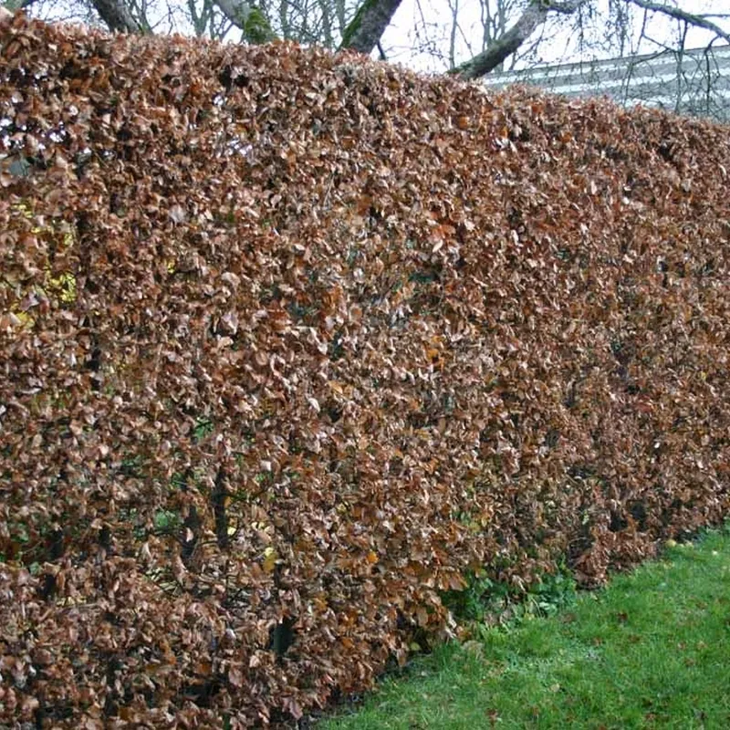 Fagus Sylvatica - Herkules Hæk - Højde 120-130 Cm. - Alm. Bøg 6 Fagus Sylvatica - Herkules Hæk - Højde 120-130 Cm. - Alm. Bøg - Image 4