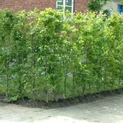 Fagus Sylvatica - Herkules Hæk - Højde 140-160 Cm. - Alm. Bøg 8 Fagus Sylvatica - Herkules Hæk - Højde 140-160 Cm. - Alm. Bøg -Haveforsyninger Salg 2024 32 98 2