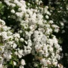 Spiraea Vanhouttei (Hækspiræa) Salgsh.: 50-80 Cm. (Barrodet Bundt M/10 Stk) -Haveforsyninger Salg 2024 34 104 1