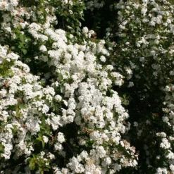 Spiraea Vanhouttei (Hækspiræa) Salgsh.: 50-80 Cm. (Barrodet Bundt M/10 Stk) -Haveforsyninger Salg 2024 34 104 2