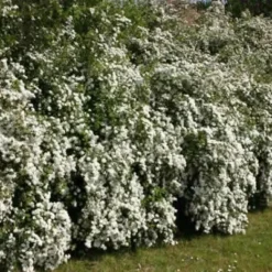 Spiraea Vanhouttei (Hækspiræa) Salgsh.: 50-80 Cm. (Barrodet Bundt M/10 Stk) -Haveforsyninger Salg 2024 34 104 3