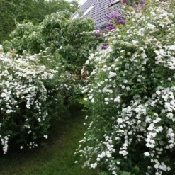Spiraea Vanhouttei (Hækspiræa) Salgsh.: 50-80 Cm. (Barrodet Bundt M/10 Stk) -Haveforsyninger Salg 2024 34 104 4