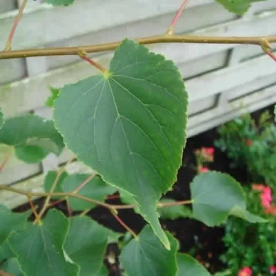 Tilia Cordata (Småbladet Lind) Salgsh.: 30-50 Cm. (Barrodet Bundt M/10 Stk) 3 Tilia Cordata (Småbladet Lind) Salgsh.: 30-50 Cm. (Barrodet Bundt M/10 Stk)