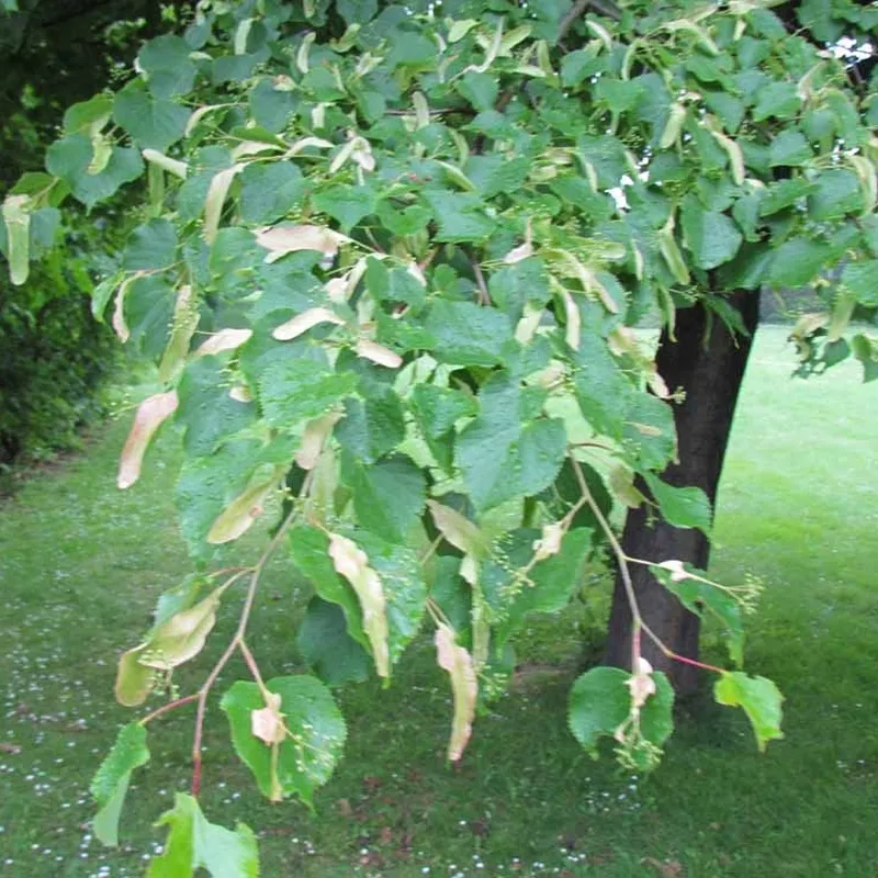 Tilia Cordata (Småbladet Lind) Salgsh.: 30-50 Cm. (Barrodet Bundt M/10 Stk) 4 Tilia Cordata (Småbladet Lind) Salgsh.: 30-50 Cm. (Barrodet Bundt M/10 Stk) - Image 2