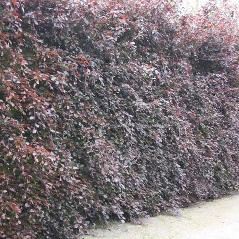 Fagus Sylvatica 'Purpurea' (Rødbøg) Salgsh.: 30-50 Cm. (Barrodet Bundt M/10 Stk) 3 Fagus Sylvatica 'Purpurea' (Rødbøg) Salgsh.: 30-50 Cm. (Barrodet Bundt M/10 Stk)