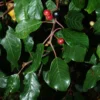 Rhamnus Frangula (Tørst) Salgshøjde: 30-50 Cm. (Barrodet Bundt M/10 Stk) -Haveforsyninger Salg 2024 34 120 1