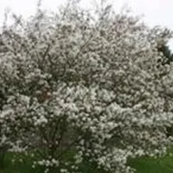 Amelanchier Canadensis ( Alm. Bærmispel) Salgsh.: 30-50 Cm.  (Barrodet Bundt M/10 Stk)
