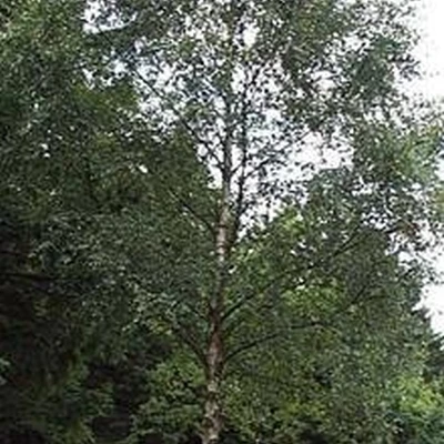 Betula pendula (verrucosa) (Vortebirk) Salgsh.: 60-100 Cm. (Barrodet Bundt M/10 Stk) 3 Betula pendula (verrucosa) (Vortebirk) Salgsh.: 60-100 Cm. (Barrodet Bundt M/10 Stk)