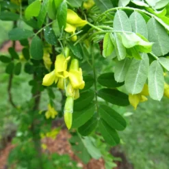 Caragana  arborescens (Ærtebusk) Salgsh.: 60-100 Cm.  (Barrodet Bundt M/10 Stk)
