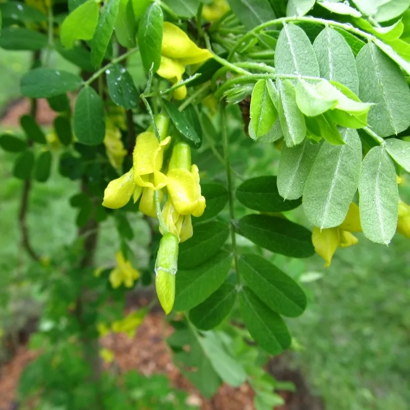 Caragana arborescens (Ærtebusk) Salgsh.: 60-100 Cm. (Barrodet Bundt M/10 Stk) 3 Caragana arborescens (Ærtebusk) Salgsh.: 60-100 Cm. (Barrodet Bundt M/10 Stk)