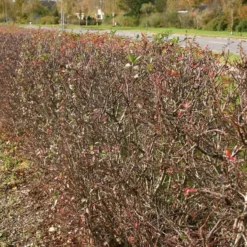 Gazebo Parts Direct Sales Store -Haveforsyninger Salg 2024 34 256 2