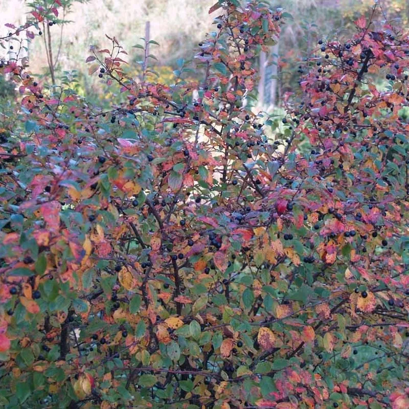 Cotoneaster Lucidus (Glans Dværgmispel) Salgsh: 50-80 Cm. (Barrodet Bundt M/10 Stk) 3 Cotoneaster Lucidus (Glans Dværgmispel) Salgsh: 50-80 Cm. (Barrodet Bundt M/10 Stk)