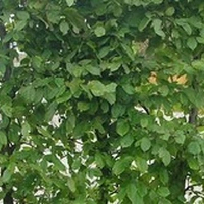 Carpinus Betulus ( Avnbøg) Salgsh.: 40-60 Cm. (Barrodet Bundt M/10 Stk) 3 Carpinus Betulus ( Avnbøg) Salgsh.: 40-60 Cm. (Barrodet Bundt M/10 Stk)