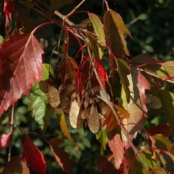 Acer Ginnala ( Ildløn) Salgshøjde: 30-50 Cm. (Barrodet Bundt M/10 Stk)