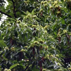 Castanea-sativa (Ægte Kastanie) Salgsh.: 30-50 Cm. (Barrodet Bundt M/10 Stk)
