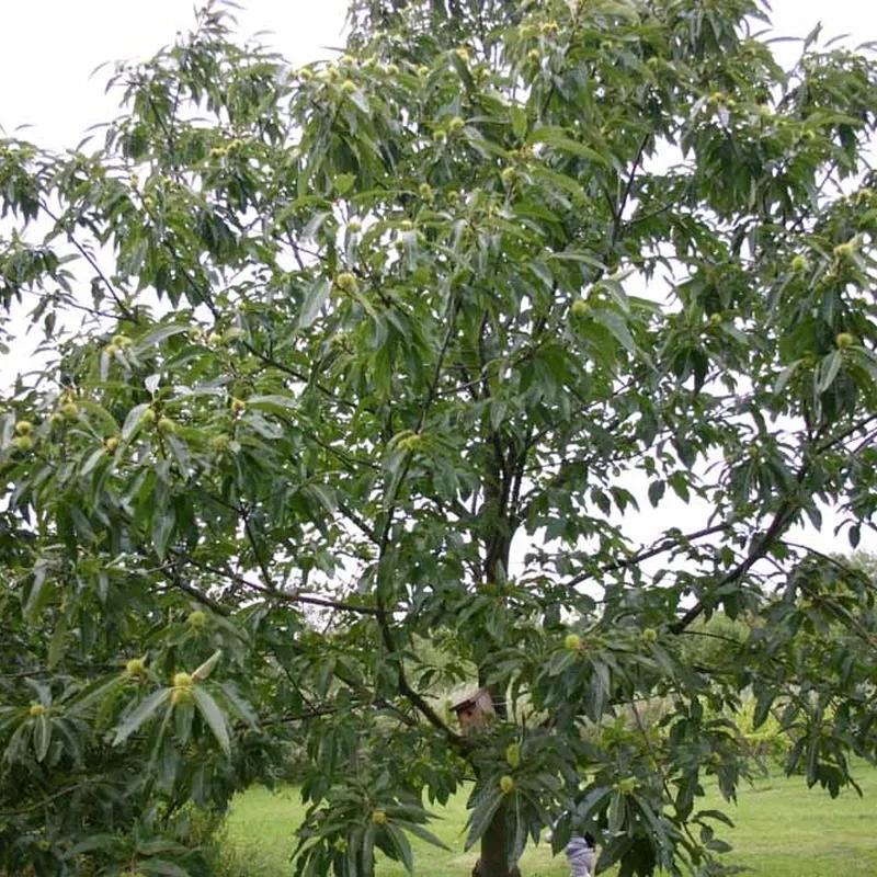 Castanea-sativa (Ægte Kastanie) Salgsh.: 30-50 Cm. (Barrodet Bundt M/10 Stk) 4 Castanea-sativa (Ægte Kastanie) Salgsh.: 30-50 Cm. (Barrodet Bundt M/10 Stk) - Image 2