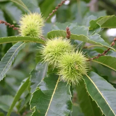 Castanea-sativa (Ægte Kastanie) Salgsh.: 30-50 Cm. (Barrodet Bundt M/10 Stk) 5 Castanea-sativa (Ægte Kastanie) Salgsh.: 30-50 Cm. (Barrodet Bundt M/10 Stk) - Image 3