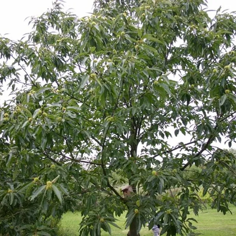 Castanea Sativa (Ægte Kastanie) Salgshøjde: 50-80 Cm. (Barrodet Bundt M/10 Stk) 4 Castanea Sativa (Ægte Kastanie) Salgshøjde: 50-80 Cm. (Barrodet Bundt M/10 Stk) - Image 2