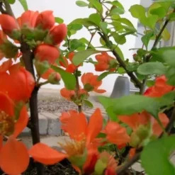 Chaenomeles Japonica (Japansk Kvæde) Salgsh.: 30-50 Cm.  (Barrodet Bundt M/10 Stk)