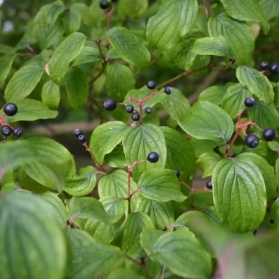 Cornus Alba (Hvid Kornel) Salgshøjde: 30-50 Cm. (Barrodet Bundt M/10 Stk) 4 Cornus Alba (Hvid Kornel) Salgshøjde: 30-50 Cm. (Barrodet Bundt M/10 Stk) - Image 2